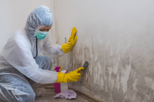 Best Bathroom Mold Remediation in Prieville, NC