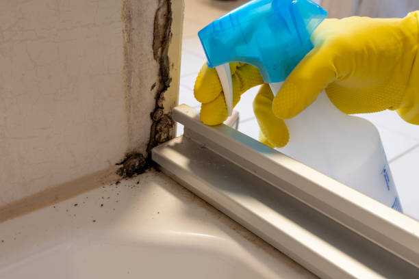 Best Residential Mold Remediation in Prieville, NC