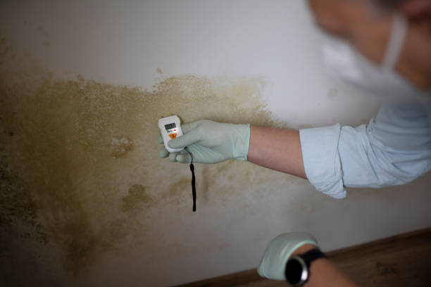 Best Emergency Mold Remediation in Prieville, NC