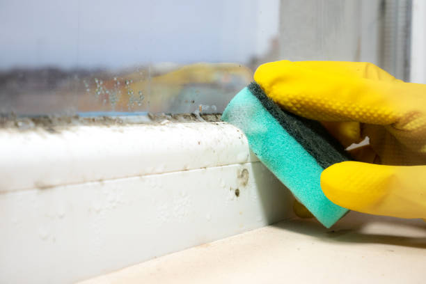 Best Attic Mold Remediation in Prieville, NC