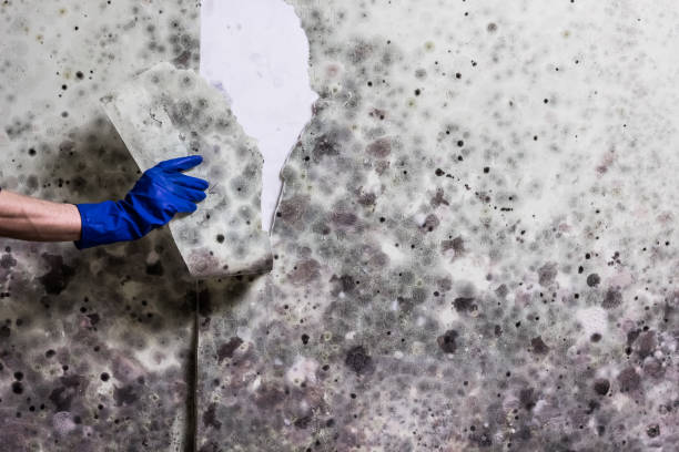 Best Localized Mold Remediation (e.g., coastal areas, humid climates) in Prieville, NC